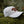 Load image into Gallery viewer, Roaming Bear Trucker Hat - Mountain Mornings - Hat