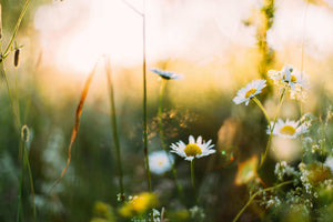 Spring Equinox Ritual: Plant Seeds and Grow Your Intentions with blooming wildflowers in soft sunlight.