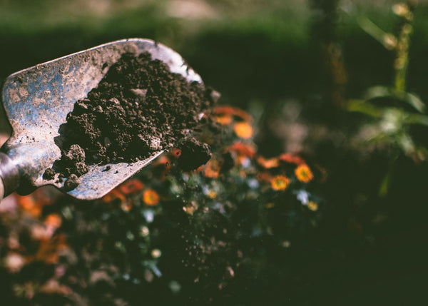 How to plant the plantable greeting cards in 3 steps - Mountain Mornings