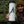 Whale Sticker on a travel mug held by a woman in a forest, showcasing original illustration, outdoor sticker.