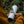 Yukon Sticker on a white thermal tumbler in an outdoor setting with trees, showcasing an original illustration by a Canadian artist.
